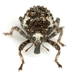 Cactus Weevils - Photo (c) Mike Quinn, Austin, TX, some rights reserved (CC BY-NC), uploaded by Mike Quinn, Austin, TX