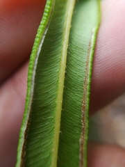 Pteris longifolia