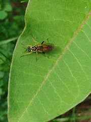 Xylomya terminalis