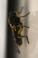 Solva marginata