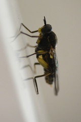 Solva marginata