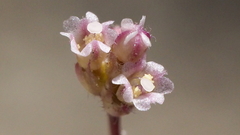 Boerhavia wrightii