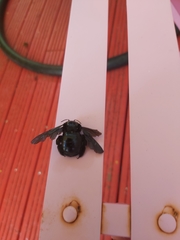 Xylocopa fimbriata