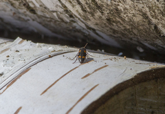 Dircaea quadriguttata