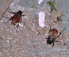 Diplotaxini