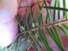 Contarinia pseudotsugae