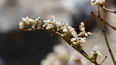 Eriogonum deflexum deflexum