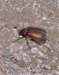 Diplotaxini