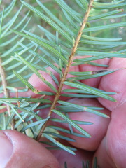 Contarinia pseudotsugae