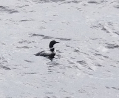 Gavia immer image