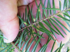 Contarinia pseudotsugae