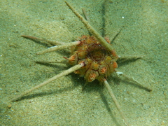 Stylocidaris affinis image