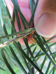 Contarinia pseudotsugae