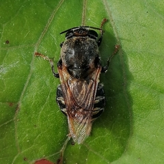 Stratiomys convexa