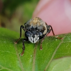 Stratiomys convexa