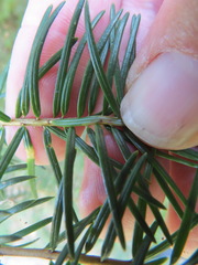 Contarinia pseudotsugae