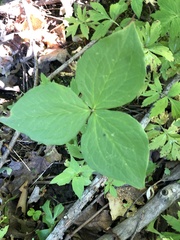 Trillium grandiflorum