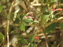 Dicliptera sciadephora