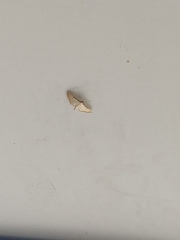 Blepharomastix saponalis