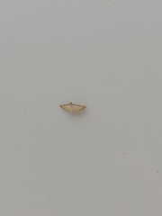 Blepharomastix saponalis