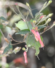 Dicliptera sciadephora