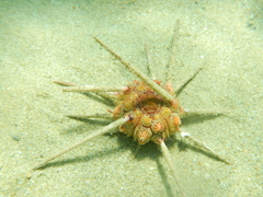 Stylocidaris affinis