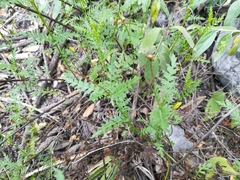 Chrysactinia pinnata