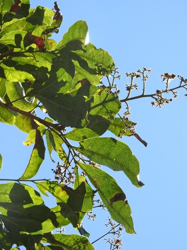 Tapirira mexicana, photograph 2