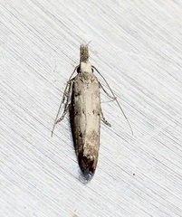 Dichomeris inversella