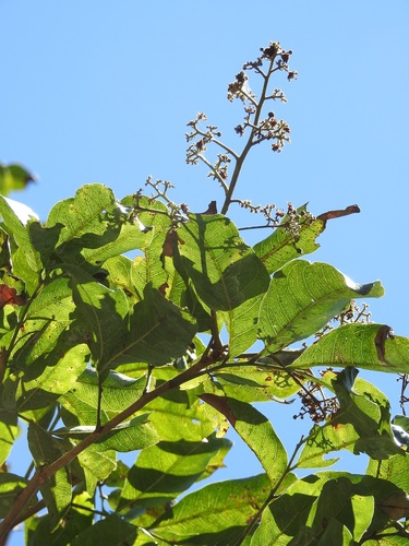 Tapirira mexicana, photograph 3