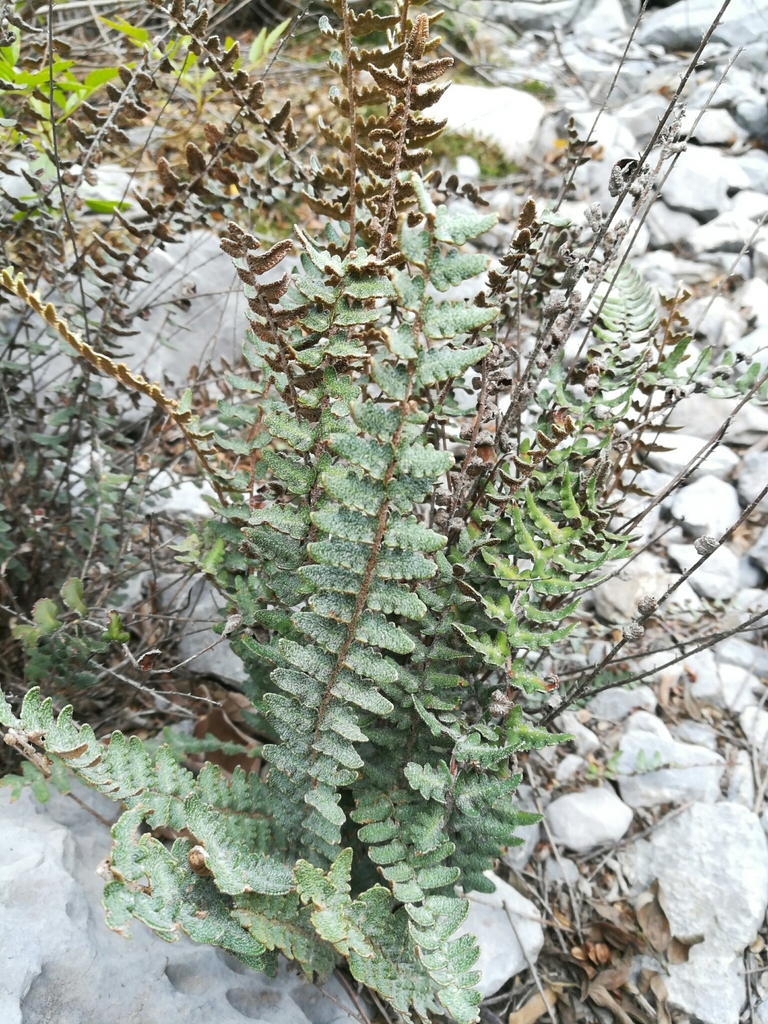 Astrolepis laevis