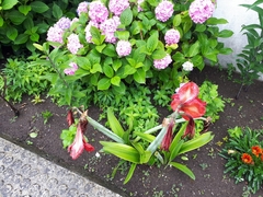 Hippeastrum vittatum