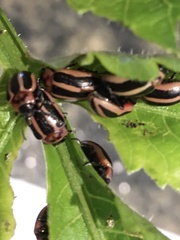 Calligrapha californica