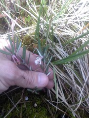 Andromeda polifolia glaucophylla