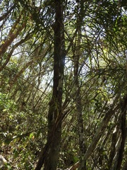 Chamaedorea glaucifolia