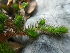 Selaginella wrightii