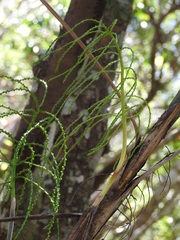 Chamaedorea glaucifolia