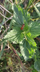Rhagonycha fulva