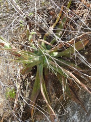 Agave kewensis