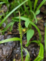 Carex scabrata