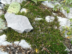 Selaginella wrightii