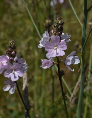 Image of Sidalcea campestris by (c) Gail A Baker, some rights reserved (CC BY)
