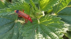 Rhagonycha fulva