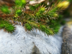 Selaginella wrightii