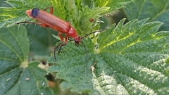 Rhagonycha fulva
