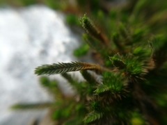 Selaginella wrightii