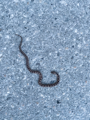 Pituophis catenifer deserticola