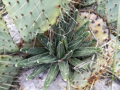Agave victoriae-reginae