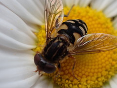 Parhelophilus rex