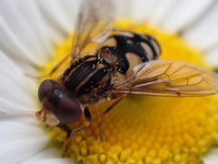 Parhelophilus rex